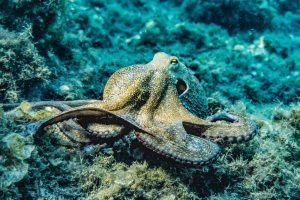 octopus-animal
