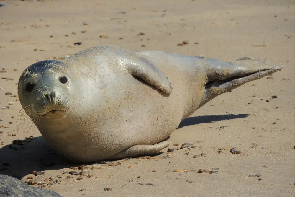 sea dog on sand