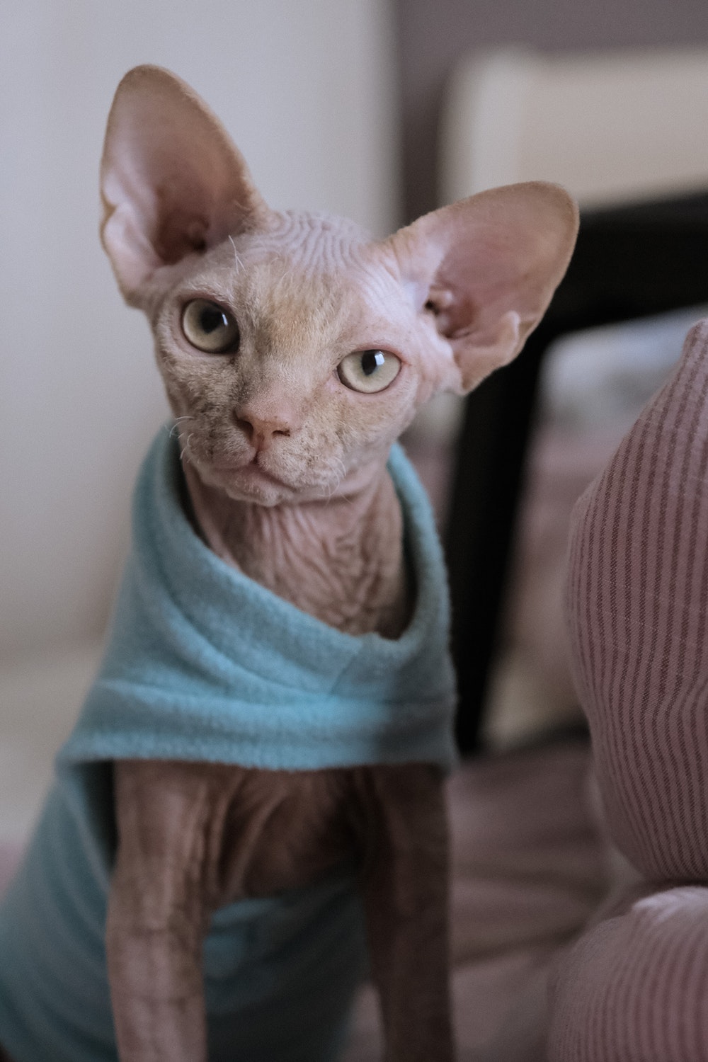 sphynx_health_issues