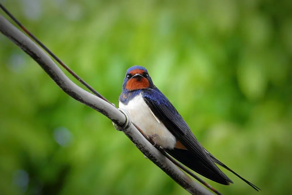 طائر swallow