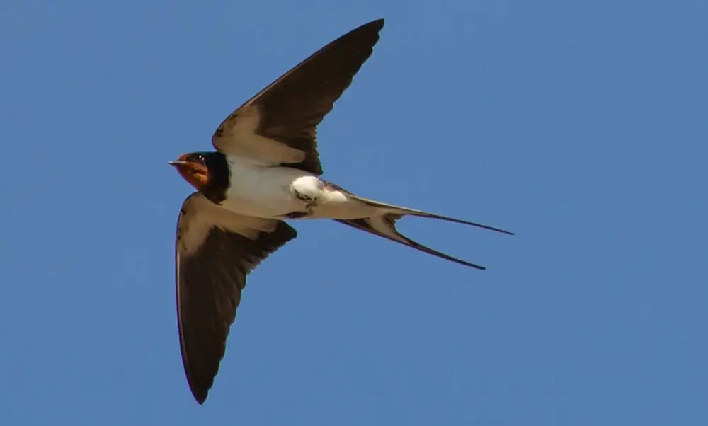 swallow-flying-1