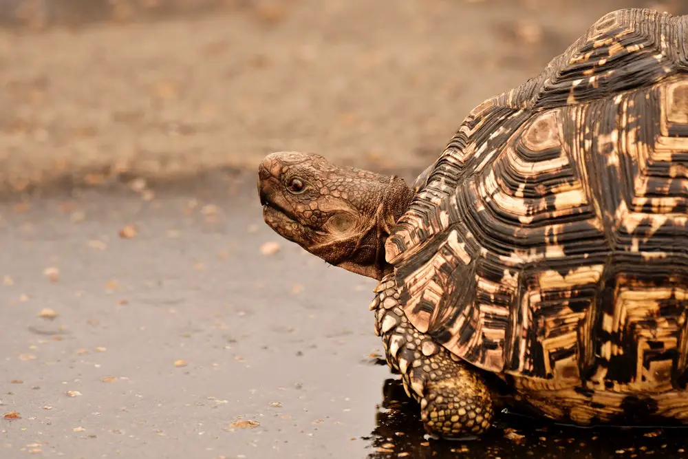 ما هي أشهر أنواع السلاحف البرية ونصائح لتربيتها